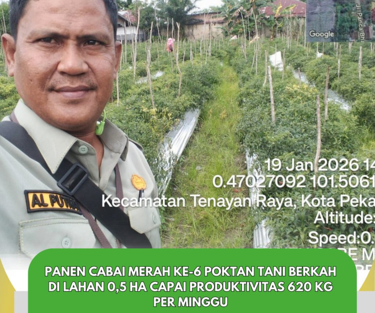 Panen Cabai Merah Poktan Tani Berkah