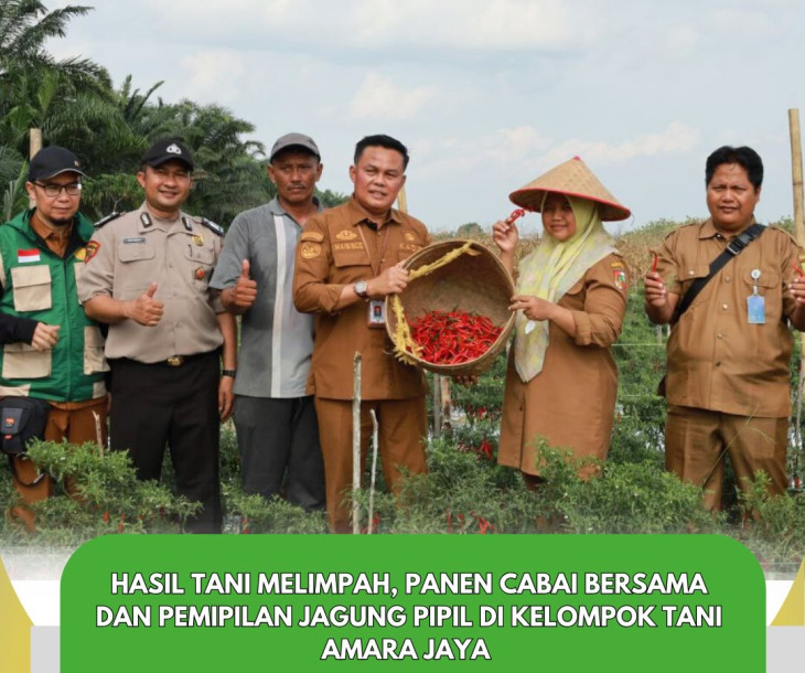 Panen cabai merah bersama Kelompok Tani Amara Jaya