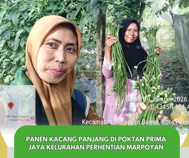 Panen Kacang Panjang Poktan Prima Jaya