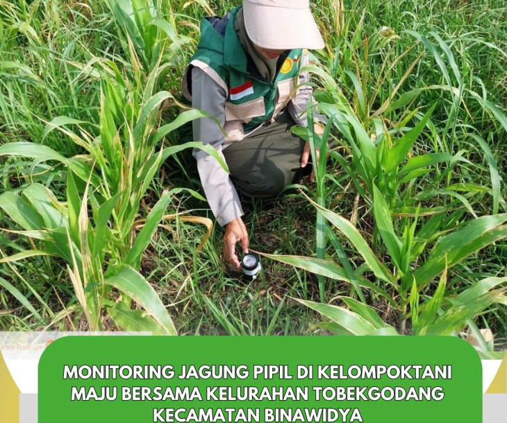 Monitoring Jagung Pipil – Kelompok Tani Maju Bersama