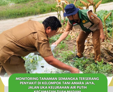 Panen Cabai Merah Poktan Tani Berkah