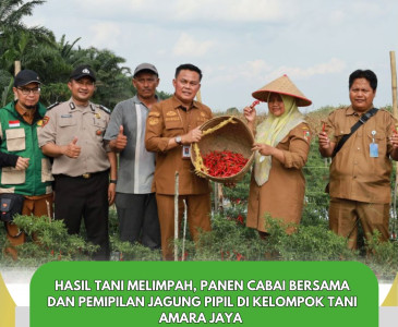 Panen Cabai Merah Poktan Tani Berkah