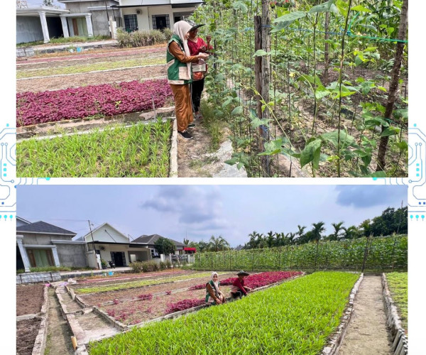 Monitoring Bantuan AMAN BERTANI Hortikultura