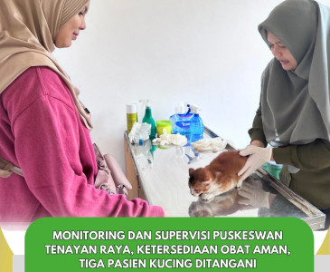 Monitoring Kegiatan Budikdamber dan Demcara Sortir Ikan Lele Budikdamber di Pokdakan Nirwana