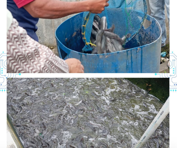 Panen Ikan Lele Bantuan di Pokdakan Kartama Indah Lestari