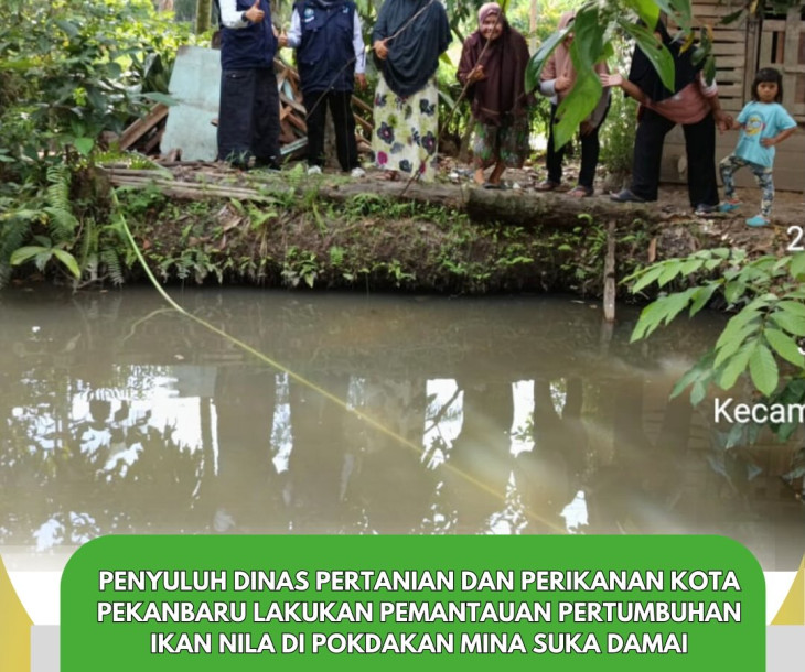 Pantau Langsung Pertumbuhan ikan Nila di Pokdakan Mina Suka Damai