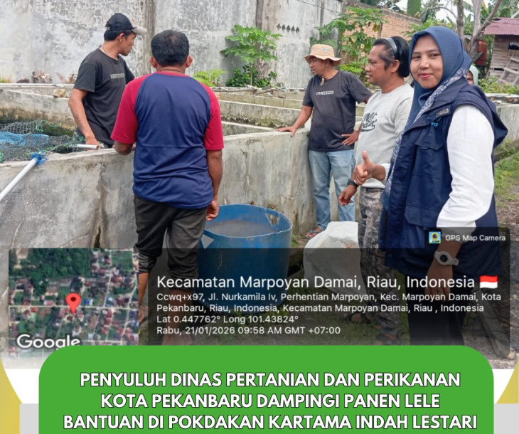 Panen Ikan Lele Bantuan di Pokdakan Kartama Indah Lestari