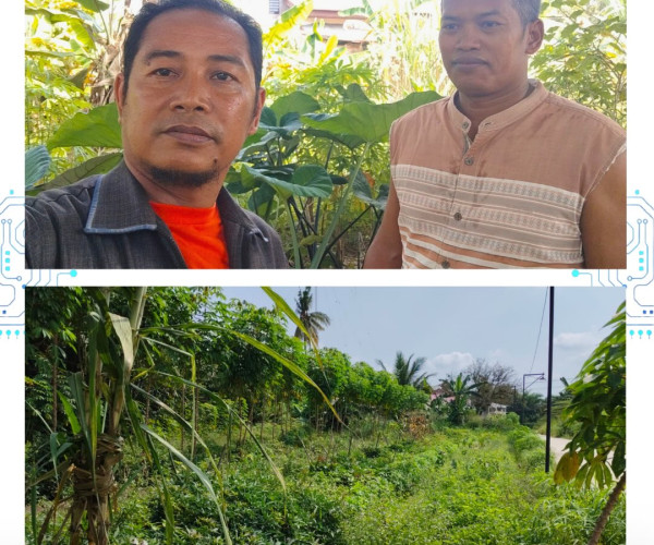 Monitoring Tanaman Ubi Kayu Kelompok Tani Tunas Muda