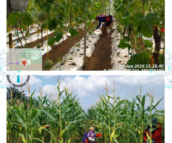 Monitoring Persiapan Panen Jagung Manis & Melon