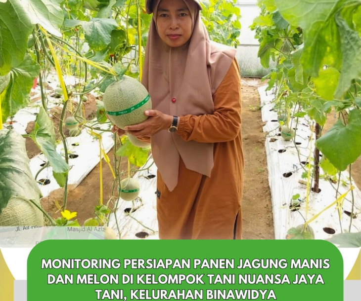 Monitoring Persiapan Panen Jagung Manis & Melon