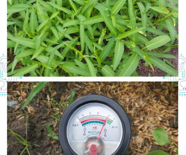 Monitoring Lahan dan Tanaman Sayuran Daun Poktan Mustang 1