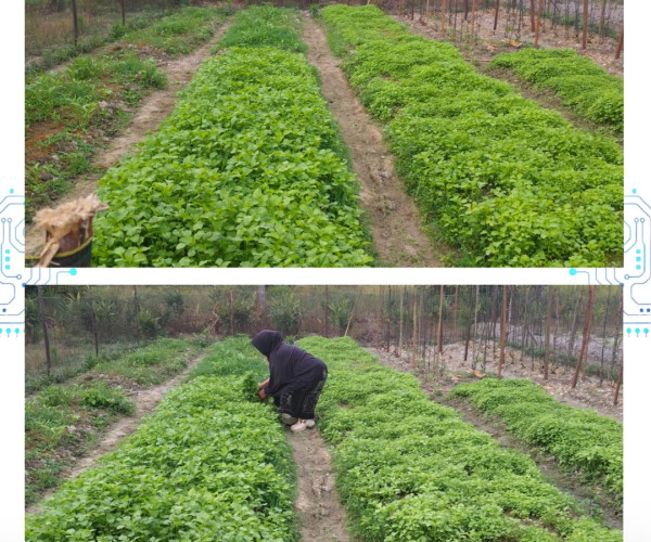 Monitoring Bantuan AMAN BERTANI Komoditas sayuran hortikultura