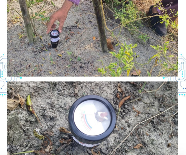 Pengukuran pH Tanah Budidaya Cabai Merah