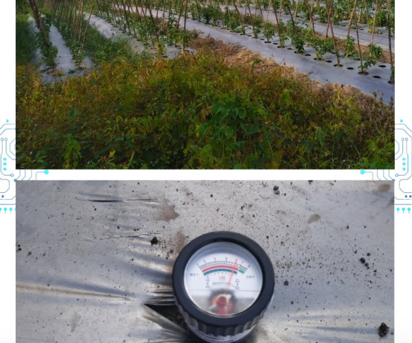 Pertemuan Kelompok Tani & Pengukuran pH Tanah Budidaya Cabai Merah