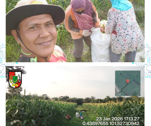 Monitoring Kelompok Tani Teratai Jaya