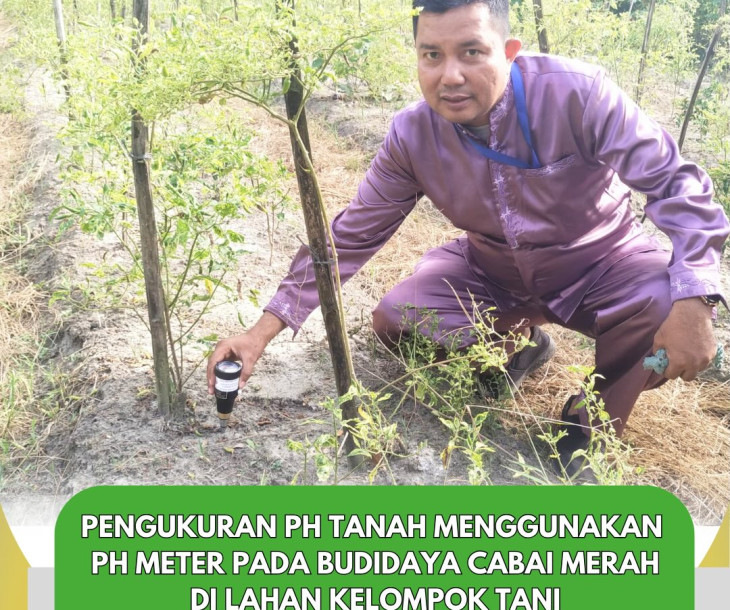 Pengukuran pH Tanah Budidaya Cabai Merah