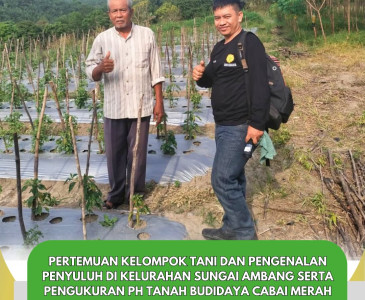 Pengukuran pH Tanah Budidaya Cabai Merah