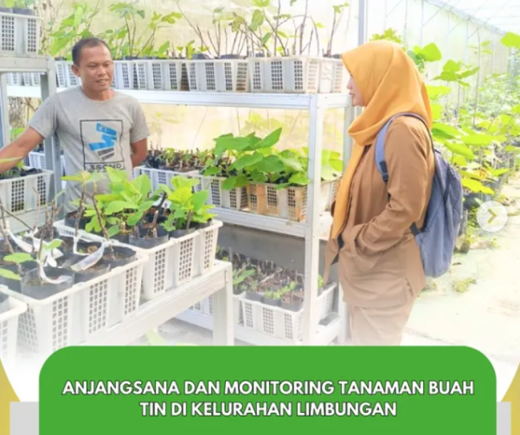 Budidaya Buah Tin di Pekanbaru