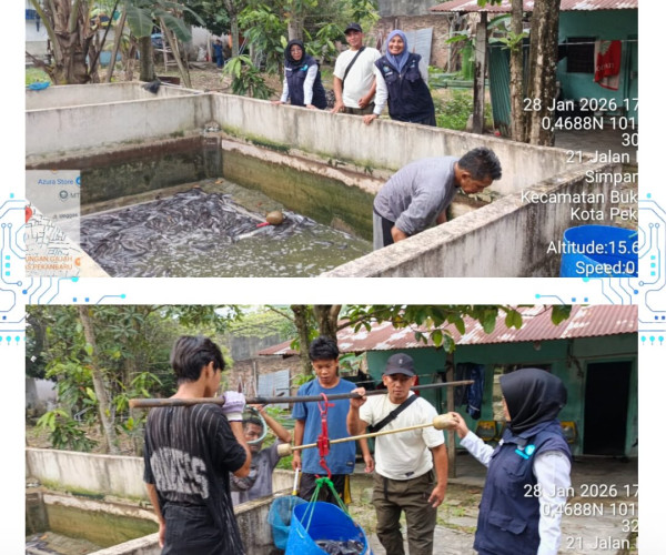 Penyuluh Dinas Pertanian dan Perikanan Kota Pekanbaru Pastikan Harga Panen Lele Pokdakan Sirip Mina Simpang Tiga Tetap Kompetitif