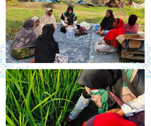 Monitoring Padi Gogo di Poktan Ketahanan Pangan