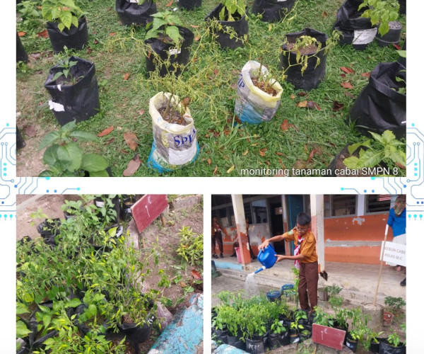 Monitoring Tanaman Cabai di SMPN 8 Kelurahan Maharatu