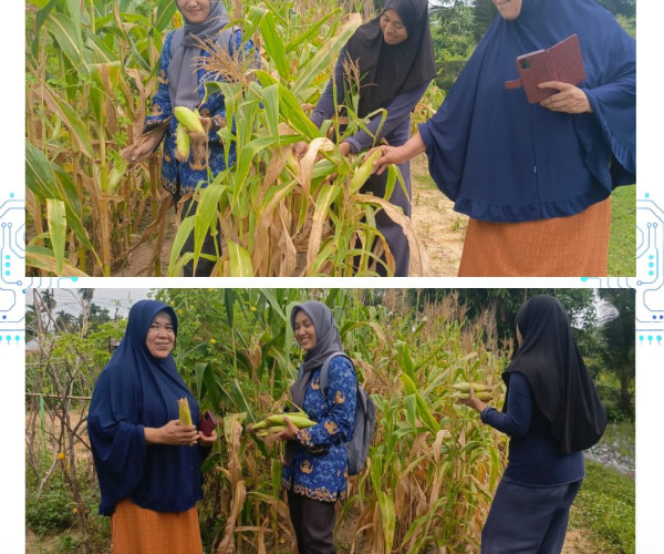 Monitoring jagung pipil
