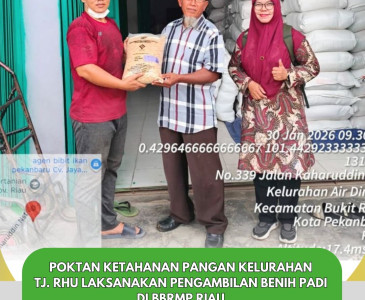 Petani Poktan Ketahanan Pangan Kel. Tanjung Rhu melakukan pemasangan jaring burung pada tanaman padi