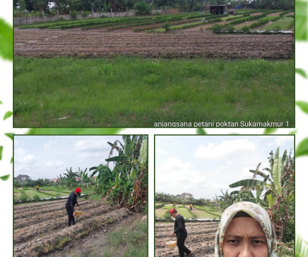 Monitoring Lahan & Tanaman Sayuran Poktan Sukamakmur 1