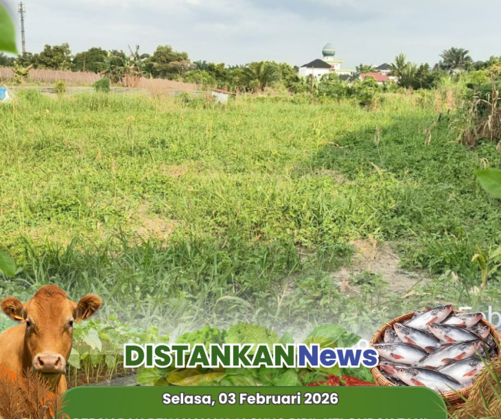 Persiapan Penanaman Jagung Pipil Kelompok Tani Jaya Tani