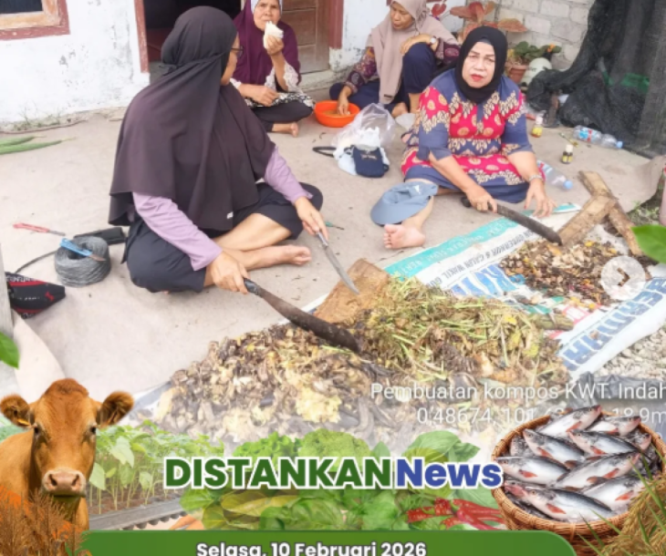 Kompos Alami untuk Cabai Sehat dan Produktif