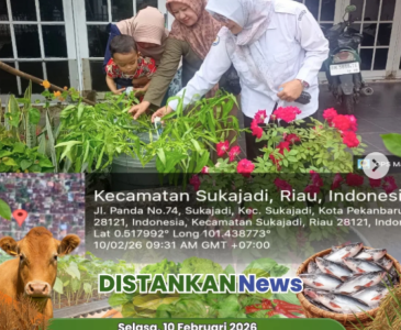 Kompos Alami untuk Cabai Sehat dan Produktif