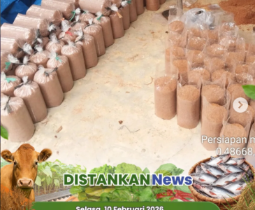 Kompos Alami untuk Cabai Sehat dan Produktif