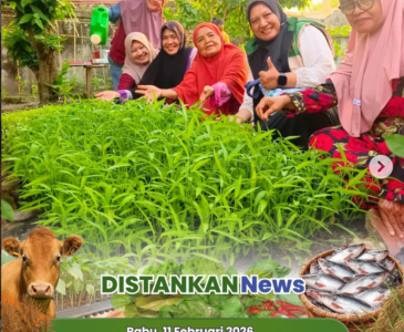 Panen Semangka Varietas Hercules F1 – Kelompok Tani Amara Jaya