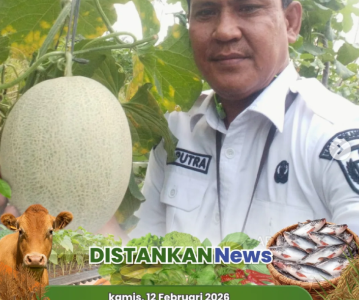 Monitoring Kelompok Tani Berkah, Tanaman Melon 1 Hektare Masuki Usia 50 HST