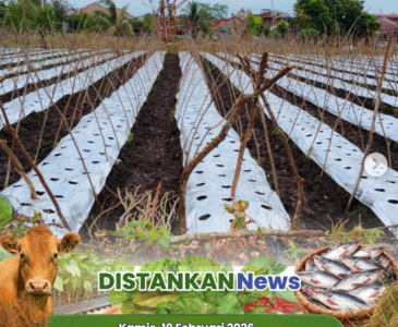 Monitoring pertanaman padi gogo di Poktan Aman Sejahtera, Palas