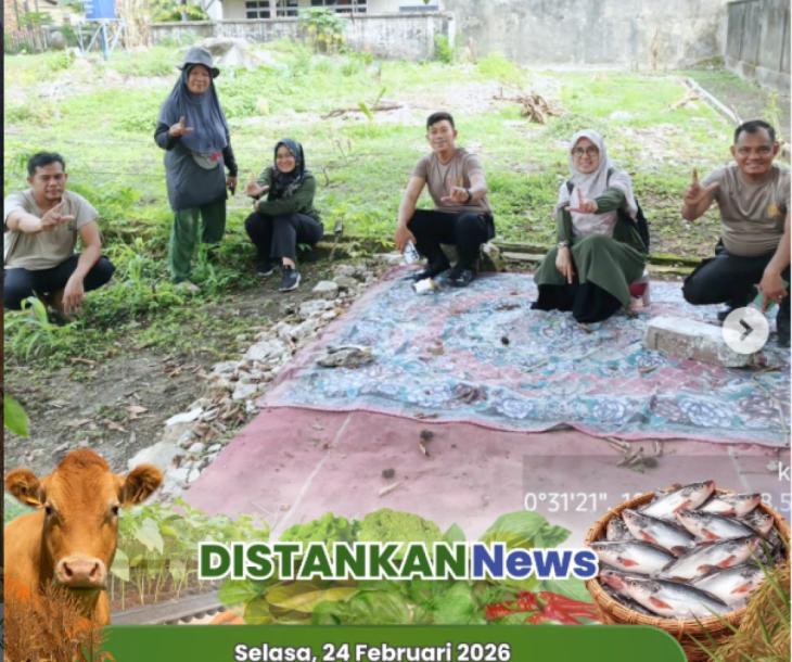 Pemupukan Jagung Pipil & Pendataan Tanaman Cabe di Kecamatan Sail