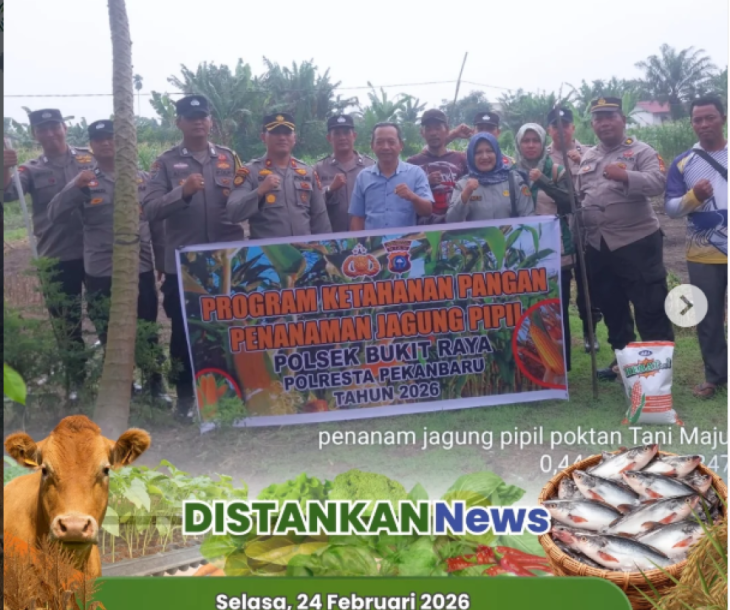 Penanaman Jagung Pipil Bersama Polsek Bukit Raya