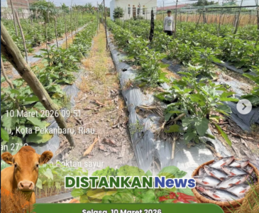 Sinergi Perencanaan Pembangunan Sektor Perkebunan