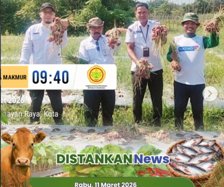Budidaya Bawang Merah oleh Kelompok Tani Kadiran Jaya Makmur