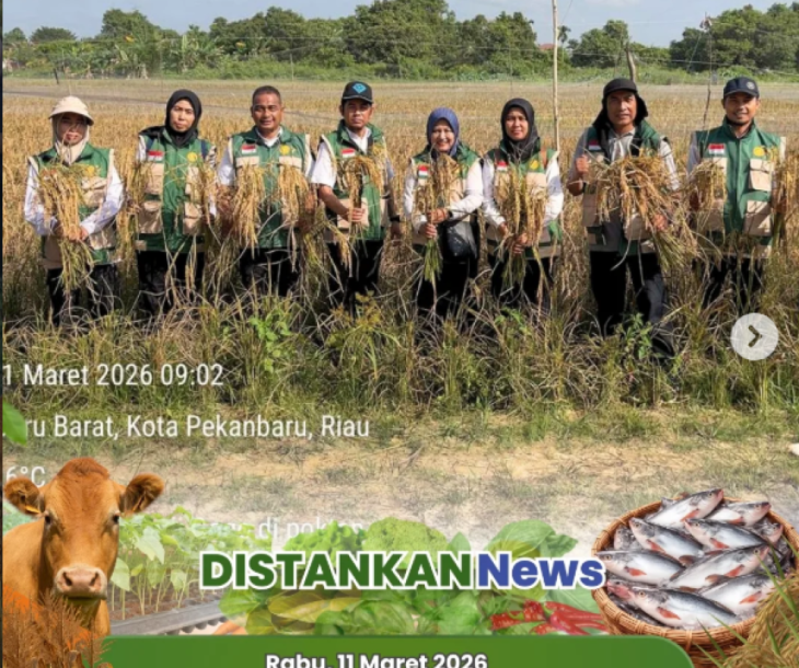 Panen Padi Gogo Kelompok Tani Beringin Jaya