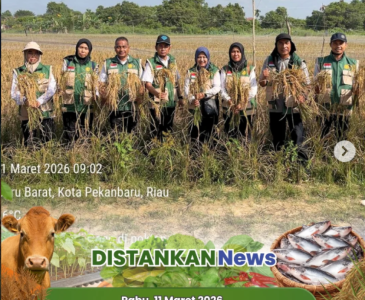 Budidaya Bawang Merah oleh Kelompok Tani Kadiran Jaya Makmur