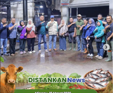 Panen di Tengah Puasa, Kadis Pertanian Pekanbaru Turun Langsung ke Sawah di Tanjung Rhu