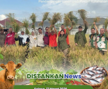 Panen di Tengah Puasa, Kadis Pertanian Pekanbaru Turun Langsung ke Sawah di Tanjung Rhu