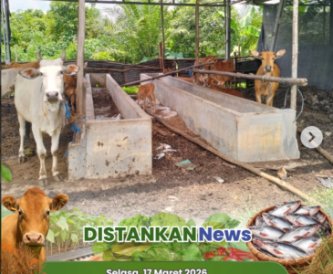 Panen Padi Gogo di Bulan Ramadan, Bukti Nyata kota Pekanbaru Aman Bertani!