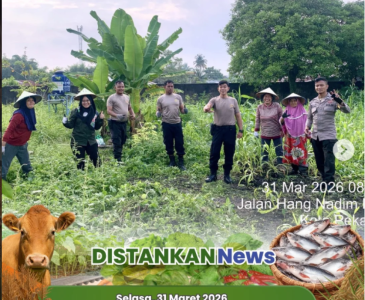Panen Cabai, Panen Semangat di Tebing Tinggi Okura!