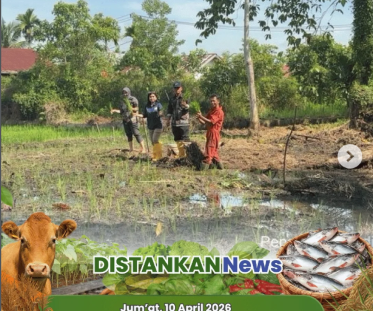 Penanaman padi di Poktan Harum Sari Jaya, Kelurahan Limbungan