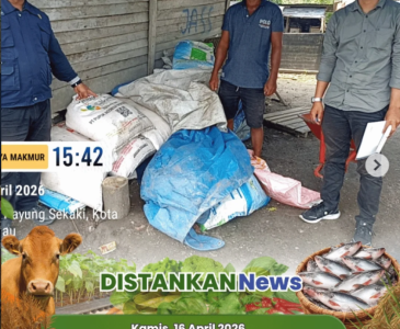 Panen Jagung Pipil Bersama Polresta Pekanbaru