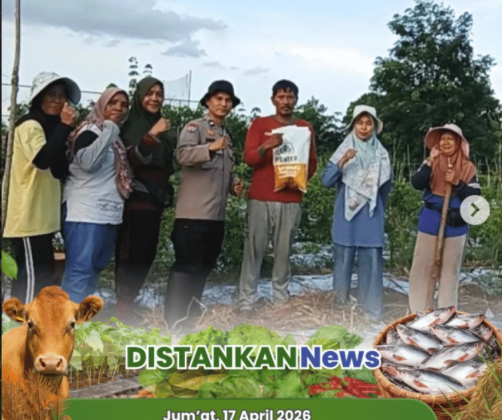 Penanaman jagung pipil oleh Kelompoktani Amara Jaya di Kelurahan Binawidya