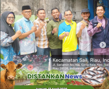 Penanaman jagung pipil oleh Kelompoktani Amara Jaya di Kelurahan Binawidya