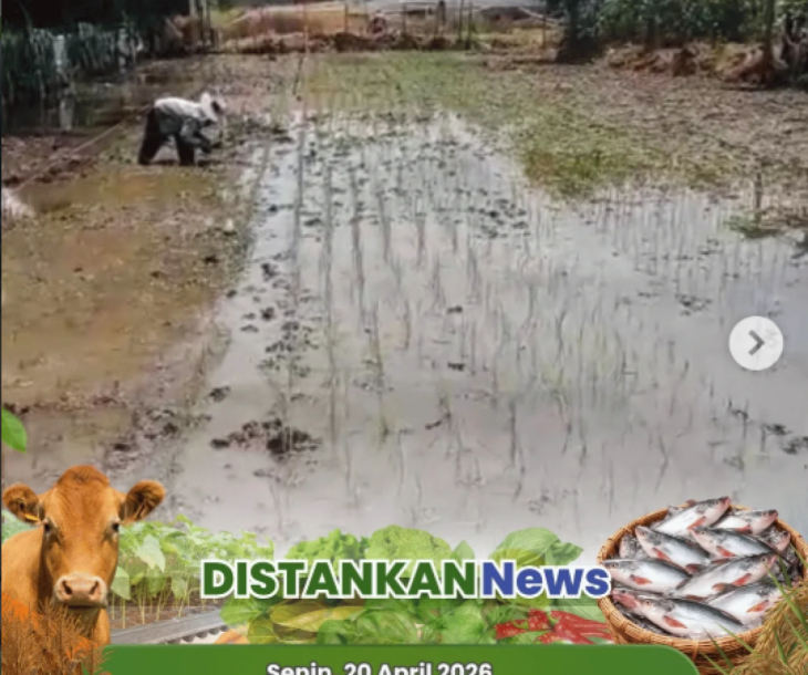 Diseminasi Pertanian di Lahan Sawah Poktan Ketahanan Pangan